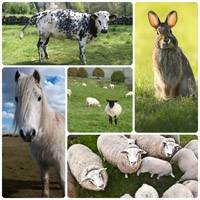 fotocollage ipiccy
